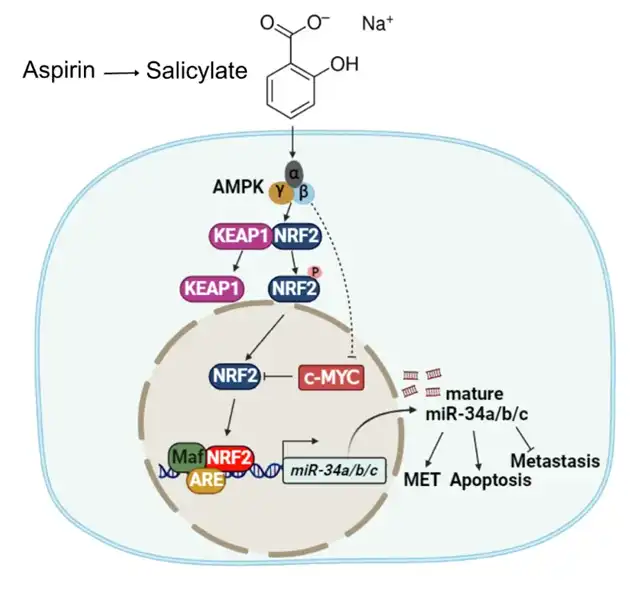 Latest Research Reveals Aspirin's Molecular Mechanism in Inhibiting Colorectal Cancer
