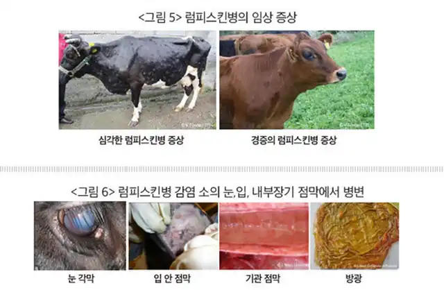 Worsening Outbreak of Bovine Papular Dermatitis in South Korea