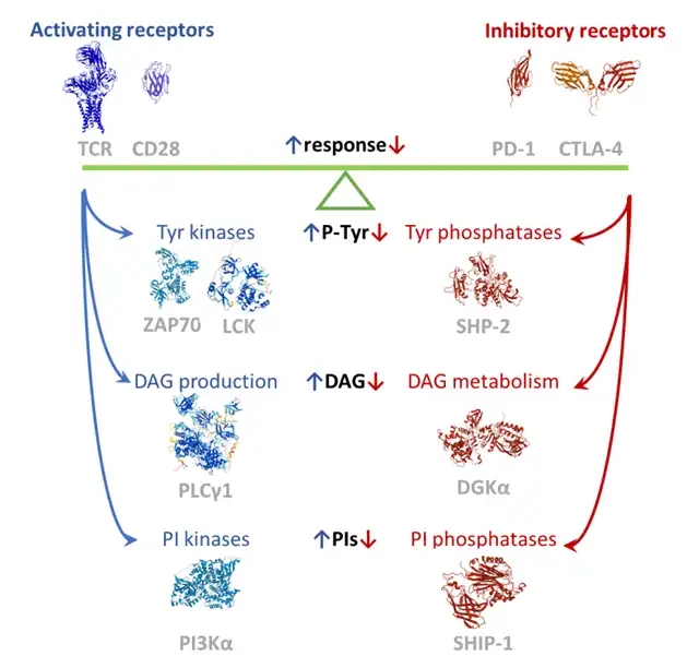 Immune Checkpoint Receptor Signaling Pathways in T Cells