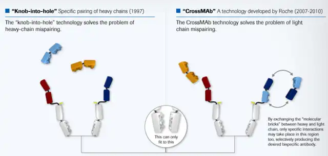 Exploring CrossMab Technology and Its Diverse Applications in Medicine