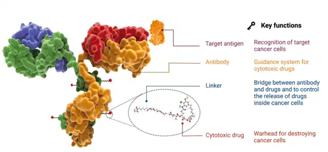 Key Factors Influencing the Efficacy of Antibody-Drug Conjugates (ADCs)