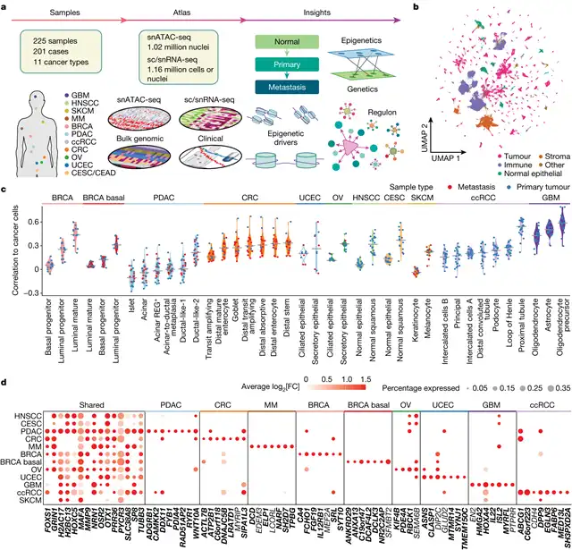 Cancer's Hidden Language: Breakthrough Epigenetic Study Maps 1.7 Million Cell Pathways