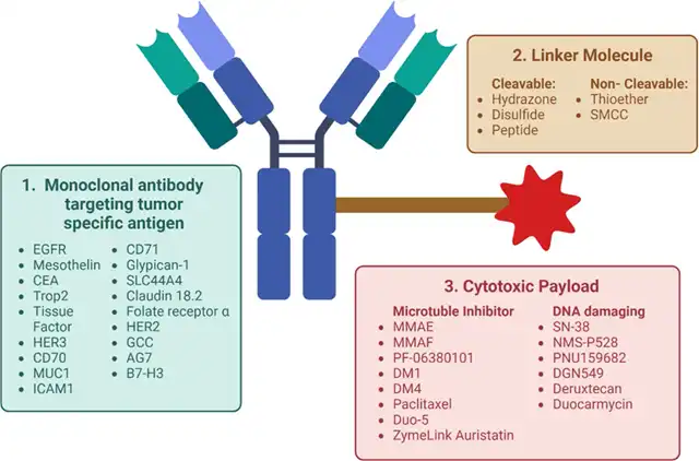 Pancreatic cancer ADC: Potential Targets and Clinical Advances