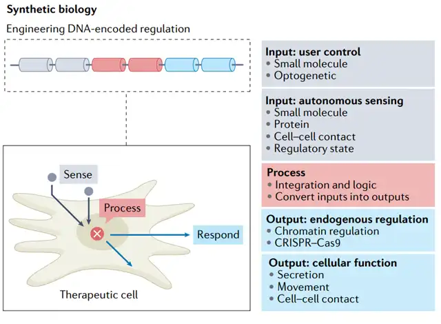 How to Design the Next Generation of Cell Therapies?