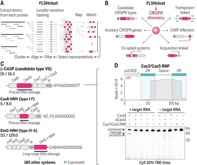 Computer algorithm identifies 188 new CRISPR gene editing systems