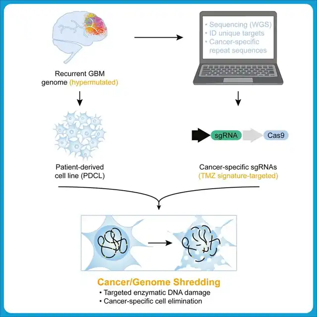 CRISPR Breakthrough: 'Cancer-Shattering' Method Targets Non-Coding Sequences to Eradicate Brain Tumors