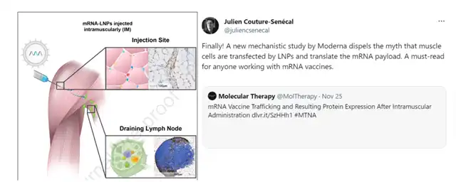 Moderna Team Detects No Uptake of mRNA-LNPs in Muscles at Injection Site