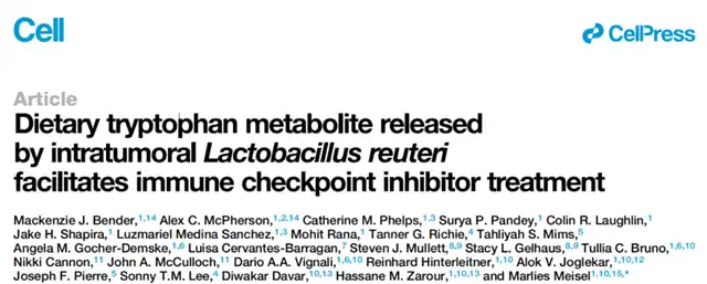 Gut Bacteria Enhance Cancer Immunotherapy: Study Reveals Potential Role of Lactobacillus reuteri