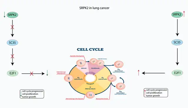 New Potential Target in Cancer Treatment: SRPKs