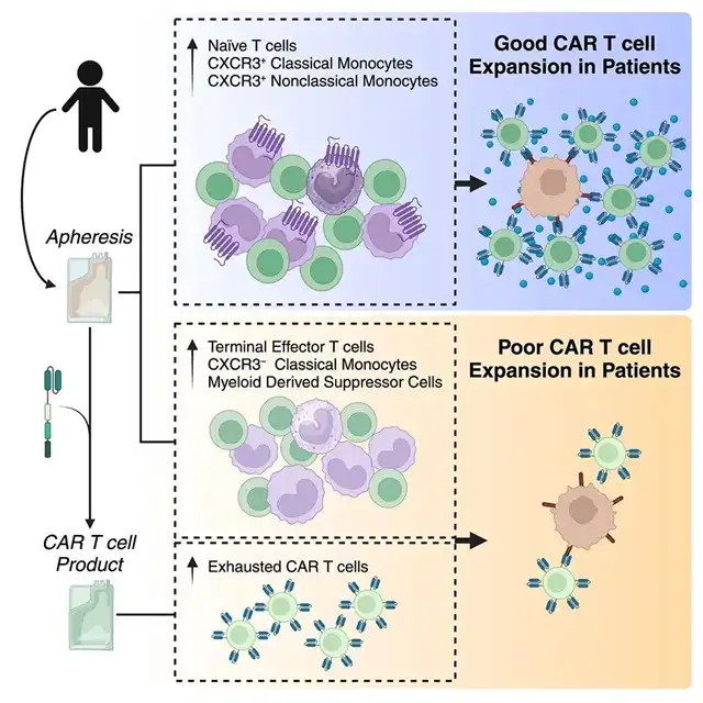 Factors Influencing the Efficacy of CAR-T Cell Therapy in Solid Tumors