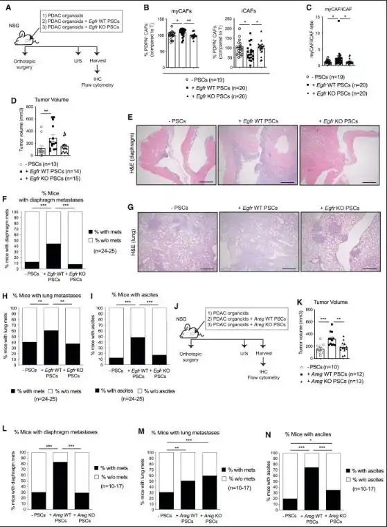 Cambridge Study: Targeting EGFR-Activated Myofibroblasts in Pancreatic Cancer Metastasis