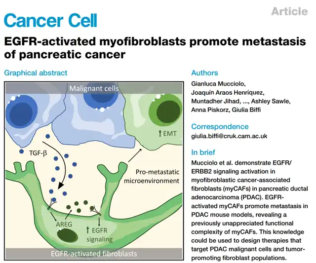 Breakthrough: EGFR/HER2 Signaling Key in Pancreatic Cancer Spread