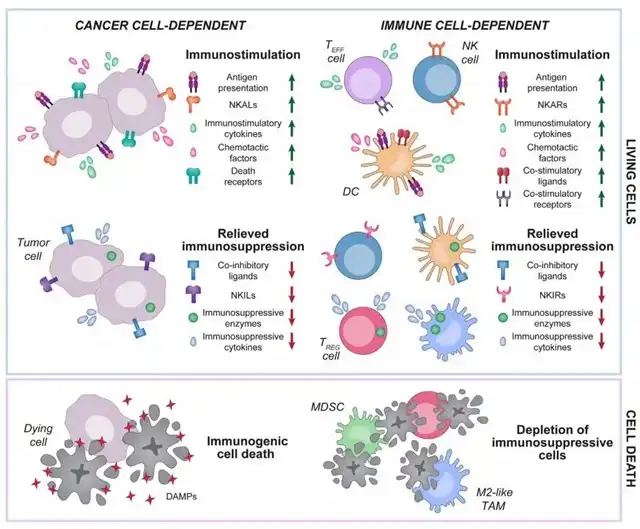Immunomodulatory Mechanisms of Targeted Anticancer Drugs
