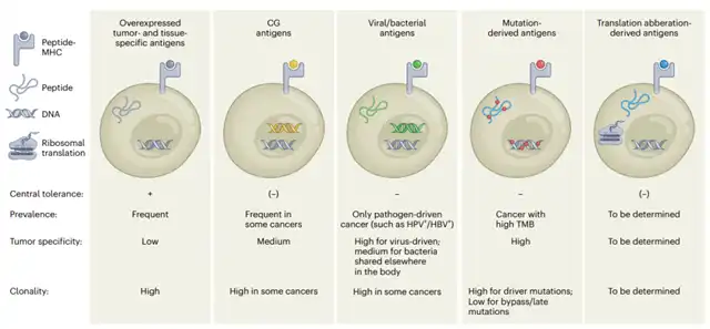 T Cell Antigens in Cancer Immunotherapy: A Comprehensive Overview