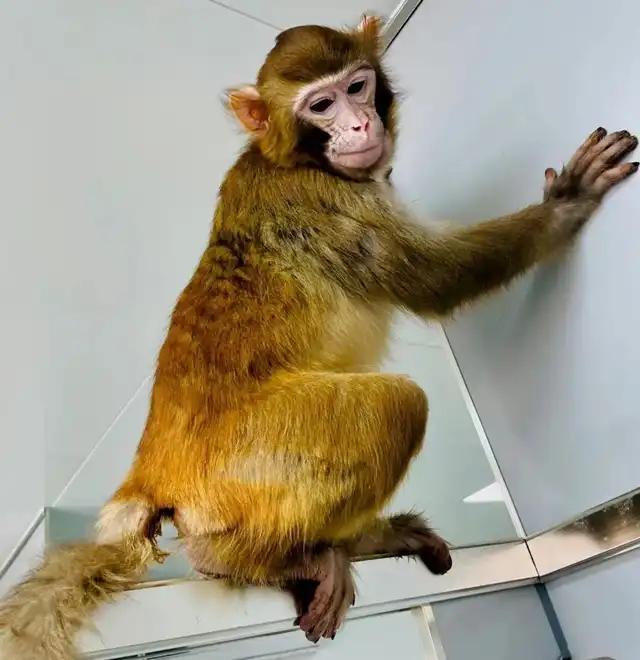 Cloned Rhesus Monkey Survives Over 2 Years