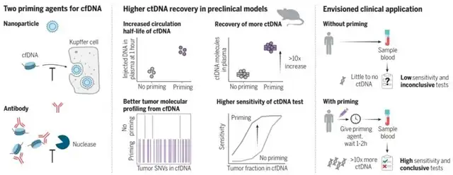 Breakthrough in Cancer Liquid Biopsy: Harvard Team Invents ctDNA "Stabilizer", Boosting ctDNA Collection Rate Tenfold, and Increasing Sensitivity for Small Tumor Detection from 10% to 75%.