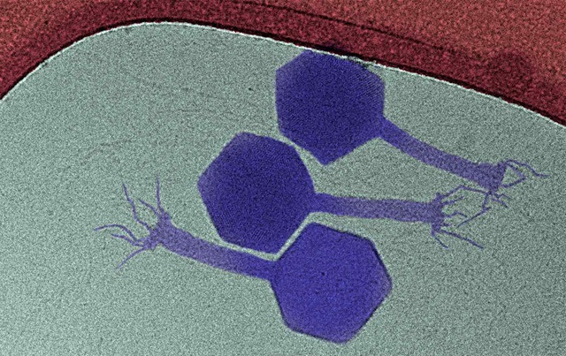 Breakthrough Discovery: New Bacteriophage Paride Awakens and Eliminates Dormant Bacteria, Potentially Countering Superbugs