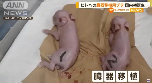 First 'Organ Transplantation' Pig Born in Japan...Aims for Transplantation to Humans Next Year