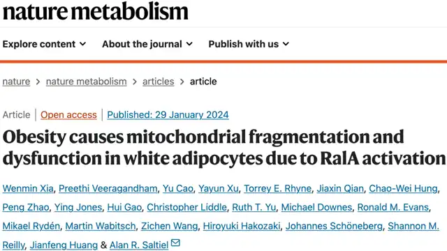 High-Fat Diets Linked to Mitochondrial Fragmentation: A Key Factor in Obesity