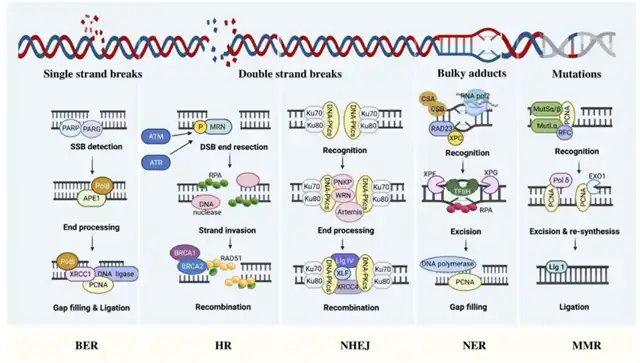 Targeted DNA Repair Pathway in Cancer Treatment