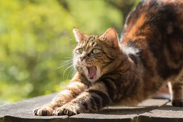 Cat Allergies: Understanding and Managing Hay Fever in Felines