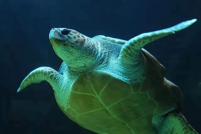 Nine people in Tanzania died from poisoning after eating sea turtle meat, with another 78 hospitalized.
