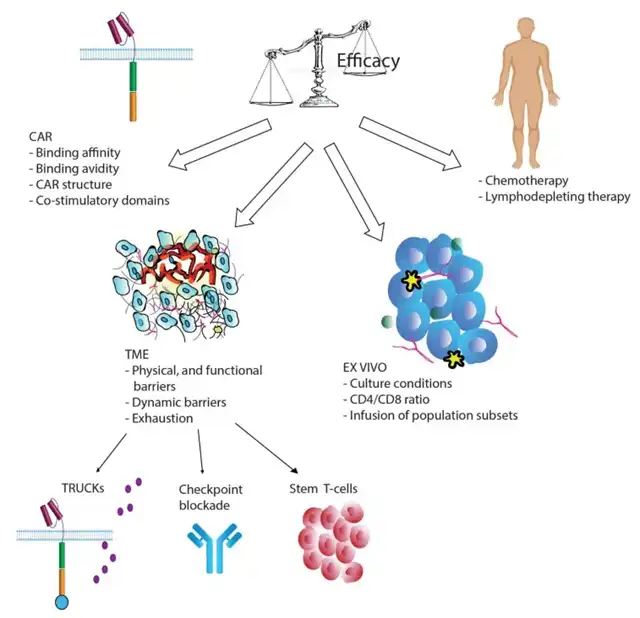 Factors Influencing CAR-T Cell Persistence and Countermeasures